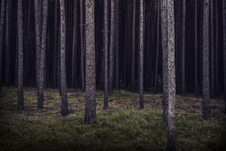 Bild-Nr: 11647796 Wald Erstellt von: spima