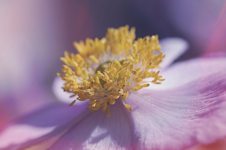 Bild-Nr: 11651010 Anemone Erstellt von: youhaveadream