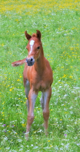 Bild-Nr: 11651606 Fohlen Erstellt von: GUGIGEI