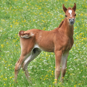 Bild-Nr: 11651612 .. Schnute .. Erstellt von: GUGIGEI