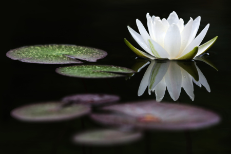 Bild-Nr: 11651652 Weiße Seerose Erstellt von: Thomas Herzog