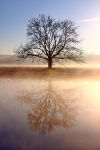 Bild-Nr: 11651844 Der Baum am Flussufer Erstellt von: falconer59