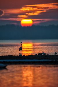 Bild-Nr: 11651970 Flamingo vor Sonnenuntergang am Chiemsee Erstellt von: Nikoncharly