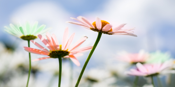 Bild-Nr: 11655840 Margerite , bunte Natur Erstellt von: Richard-Young