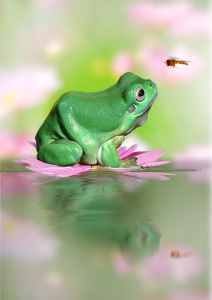 Bild-Nr: 11657406 Green Frog Erstellt von: Henry