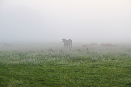 Bild-Nr: 11658828 Kuhweide im Nebel Erstellt von: falconer59