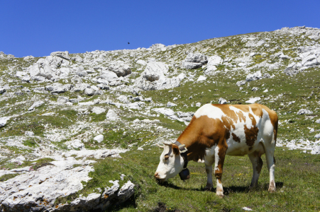 Bild-Nr: 11658960 Auf der Alm Erstellt von: MartinaW