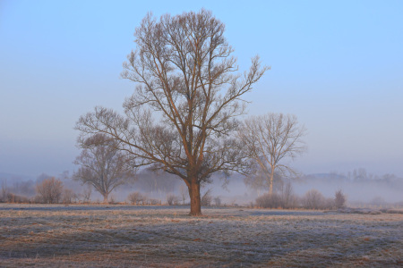 Bild-Nr: 11662756 Rauhreif, Licht, Schatten, Nebel Erstellt von: falconer59