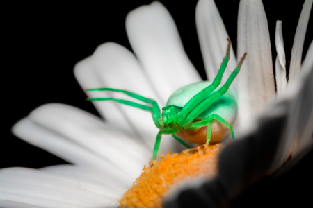 Bild-Nr: 11668906 Natur - Bunt getrieben Erstellt von: Richard-Young