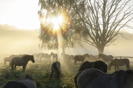 Bild-Nr: 11669868 Wildpferde_10 Erstellt von: Eisermann-Fotografie