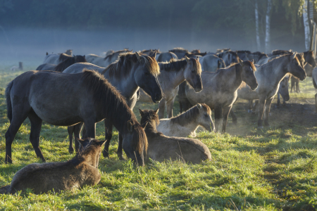 Bild-Nr: 11669880 Wildpferde_16 Erstellt von: Eisermann-Fotografie