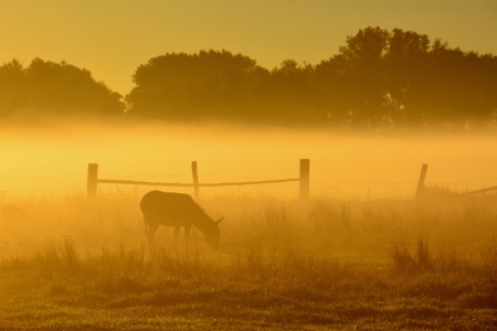 Bild-Nr: 11678304 Morgens auf der Weide Erstellt von: GUGIGEI