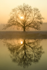 Bild-Nr: 11679298 Sonne im Baum Erstellt von: falconer59