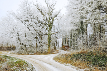 Bild-Nr: 11680920 Winterwälder  geniessen Erstellt von: Ostfriese