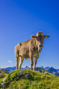 Bild-Nr: 11680942 Allgäuer Jungvieh Erstellt von: Walter G. Allgöwer