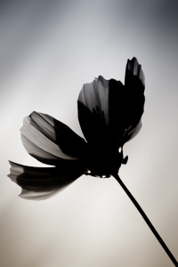 Bild-Nr: 11681146 Schwarze Blume  Erstellt von: ginton