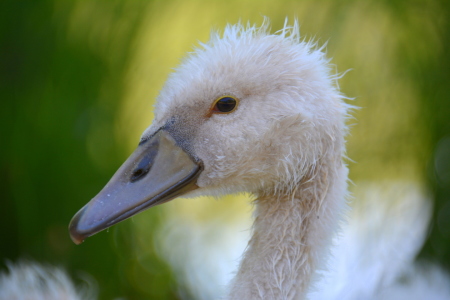 Bild-Nr: 11681600 Wuschel-Schwan Erstellt von: GUGIGEI