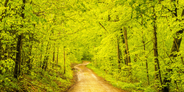 Bild-Nr: 11681652 Waldweg im Frühling Erstellt von: Walter G. Allgöwer