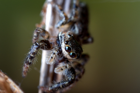 Bild-Nr: 11683122 Springspinne  Erstellt von: Uwe Hennig