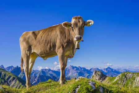 Bild-Nr: 11683778 Allgäuer Braunvieh Erstellt von: Walter G. Allgöwer