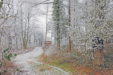 Bild-Nr: 11684828 Winterwälder erleben Erstellt von: Ostfriese
