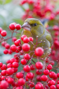 Bild-Nr: 11686232 Grünfink - Carduelis chloris Erstellt von: Thomas Herzog