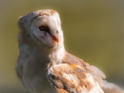 Bild-Nr: 11686642 Schleiereule , Tyto alba Erstellt von: Richard-Young