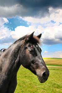 Bild-Nr: 11686812 Pferd unter Wolken Erstellt von: falconer59