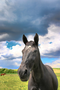 Bild-Nr: 11686820 Pferd unter Wolken 2 Erstellt von: falconer59