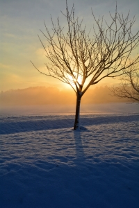 Bild-Nr: 11688214 Sonnenaufgang im Winter Erstellt von: Claudia Evans