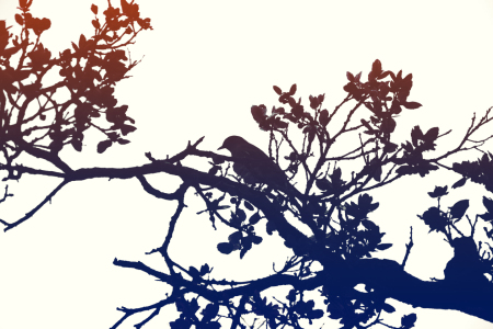 Bild-Nr: 11689214 Vogel auf dem Ast Erstellt von: ginton