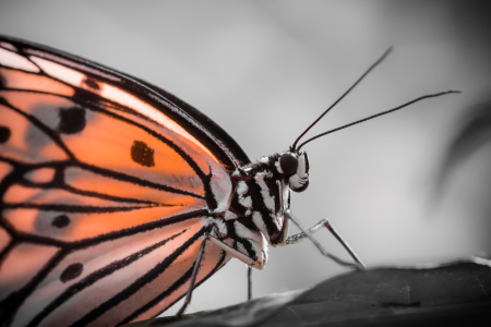 Bild-Nr: 11689580 butterfly Erstellt von: Richard-Young