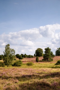 Bild-Nr: 11689862 Lüneburger Heide   Erstellt von: Ursula Reins