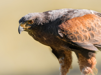 Bild-Nr: 11689908 Wüstenbussard , Parabuteo unicinctus Erstellt von: Richard-Young