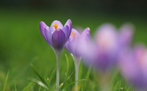 Bild-Nr: 11690638 Wiesenschmuck Erstellt von: MoNoir