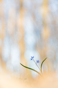 Bild-Nr: 11690892 ~ Reaching for the Light ~ Erstellt von: Henrik Spranz