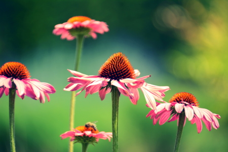 Bild-Nr: 11692534 im Garten  Erstellt von: GUGIGEI