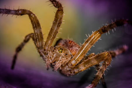 Bild-Nr: 11692778 Kreuzspinne Erstellt von: Richard-Young