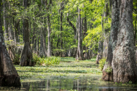 Bild-Nr: 11694174 Sumpf Swamp USA  Louisiana Erstellt von: KundenNr-312982
