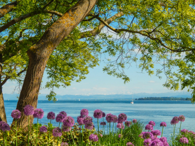 Bild-Nr: 11696420 Seepromenade Überlingen im Frühling Erstellt von: Kunze Kunze