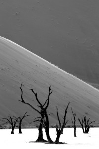 Bild-Nr: 11696860 Dead Vlei in Schwarz-Weiß Erstellt von: Nicola Furkert