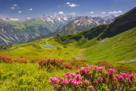 Bild-Nr: 11702438 Alpenrosenblüte, Allgäu Erstellt von: Walter G. Allgöwer