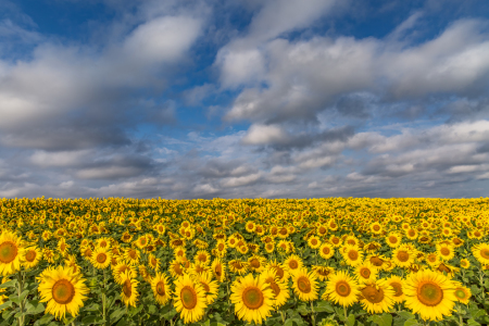 Bild-Nr: 11702852 Sonnenblumenmeer Erstellt von: Achim Thomae