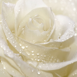 Bild-Nr: 11704040  Weiße Rose Erstellt von: Atteloi