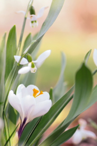 Bild-Nr: 11704402 Der Frühling naht Erstellt von: Tanja Riedel