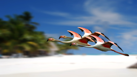 Bild-Nr: 11705618 Flamingo Erstellt von: pixelklaus