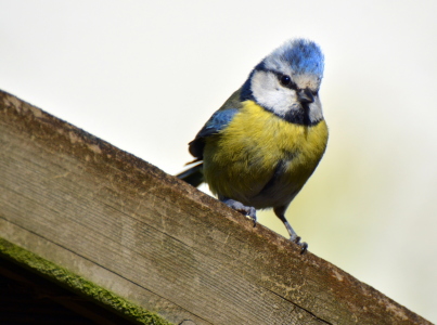 Bild-Nr: 11706836 Blaumeise Erstellt von: GUGIGEI