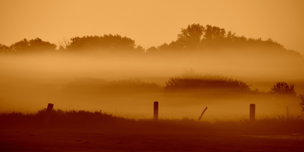 Bild-Nr: 11707944 .. morgens auf der Weide .. Erstellt von: GUGIGEI