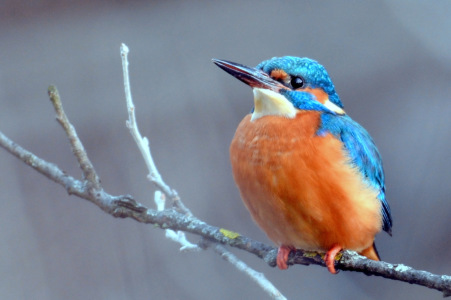 Bild-Nr: 11708214 Eisvogel Erstellt von: GUGIGEI