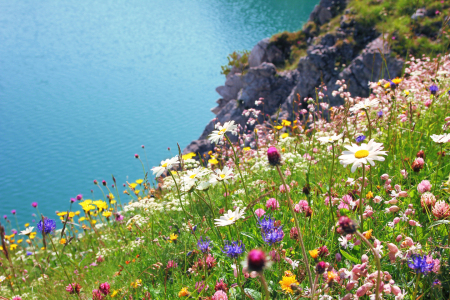 Bild-Nr: 11708940 Blumenwiese am Alpensee Erstellt von: SusaZoom